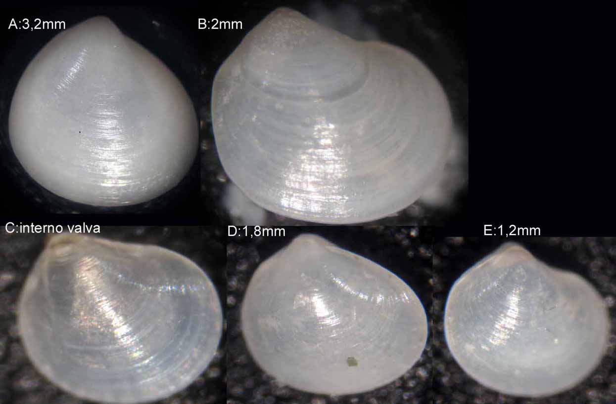 Micro bivalve